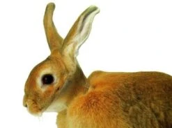 Buster Carcan De Protection Pour Lapins