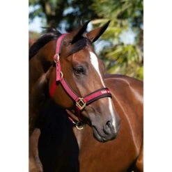 Back On Track Licol Werano Bordeaux Poney -Animalerie back on track licol werano bordeaux la compagnie des animaux 3