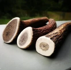 Evident Bois De Cerf Entier XL 7 Evident Bois De Cerf Entier XL -Animalerie bois de cerf 2 1 1 1 1