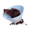 Buster Carcan Classique Pour Chiens - 30 Cm