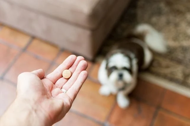 Drontal P XL Vermifuge Chien Gout Viande 2 Cps 4 Drontal P XL Vermifuge Chien Gout Viande 2 Cps – Image 2