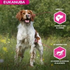 Eukanuba Chien Adult Premium Performance Working & Endurance 2.5 Kg - Destockage -Animalerie eukanuba chien adulte premium performance working endurance 4