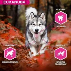 Eukanuba Chien Adult Premium Performance Working & Endurance 2.5 Kg - Destockage -Animalerie eukanuba chien adulte premium performance working endurance 5