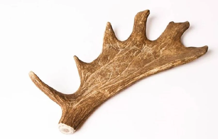 Evident Bois De Daim XL 3 Evident Bois De Daim XL