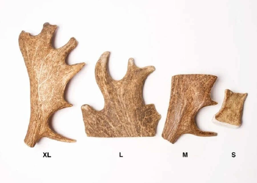 Evident Bois De Daim XL 4 Evident Bois De Daim XL – Image 2