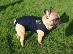 Medical Pet Shirt Chien XL -Animalerie medical pet shirt chien 1 1 1 2 1 1