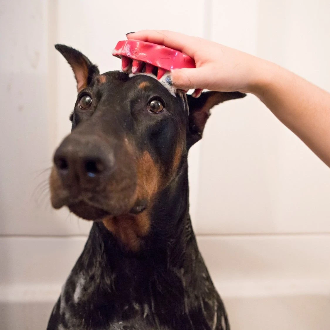 KONG Brosse Zoom Groom Bleue Pour Chien 5 KONG Brosse Zoom Groom Bleue Pour Chien – Image 3