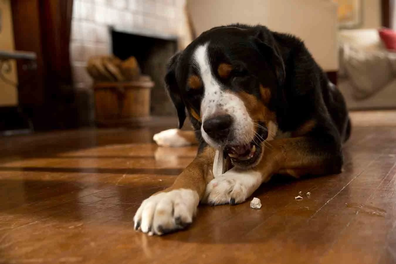 Prozym RF2 Sticks Chiens S/M 0-25 Kg 5 Prozym RF2 Sticks Chiens S/M 0-25 Kg – Image 3