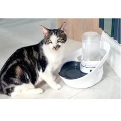 Sure Petcare Felaqua Connect Distributeur D'eau Chat -Animalerie sure petcare felaqua connect distributeur d eau chat 3