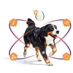 Virbac Movoflex Chien M -Animalerie virbac movoflex chien m 5