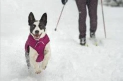 Veste Ruffwear Quinzee Grise XXS - Destockage 11 Veste Ruffwear Quinzee Grise XXS - Destockage -Animalerie webruffwear quinzee rose