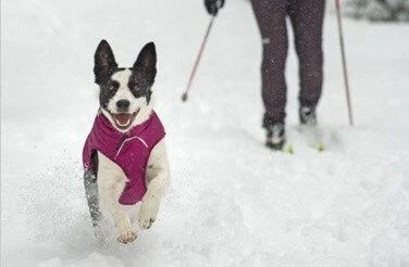 Veste Ruffwear Quinzee Grise XXS - Destockage 6 Veste Ruffwear Quinzee Grise XXS - Destockage – Image 4