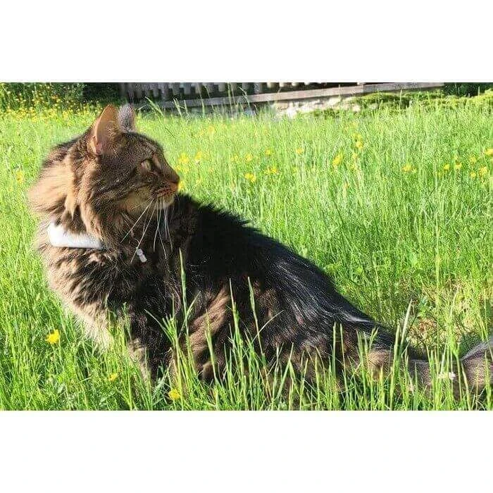 Collier GPS Weenect Cats 2 3 Collier GPS Weenect Cats 2