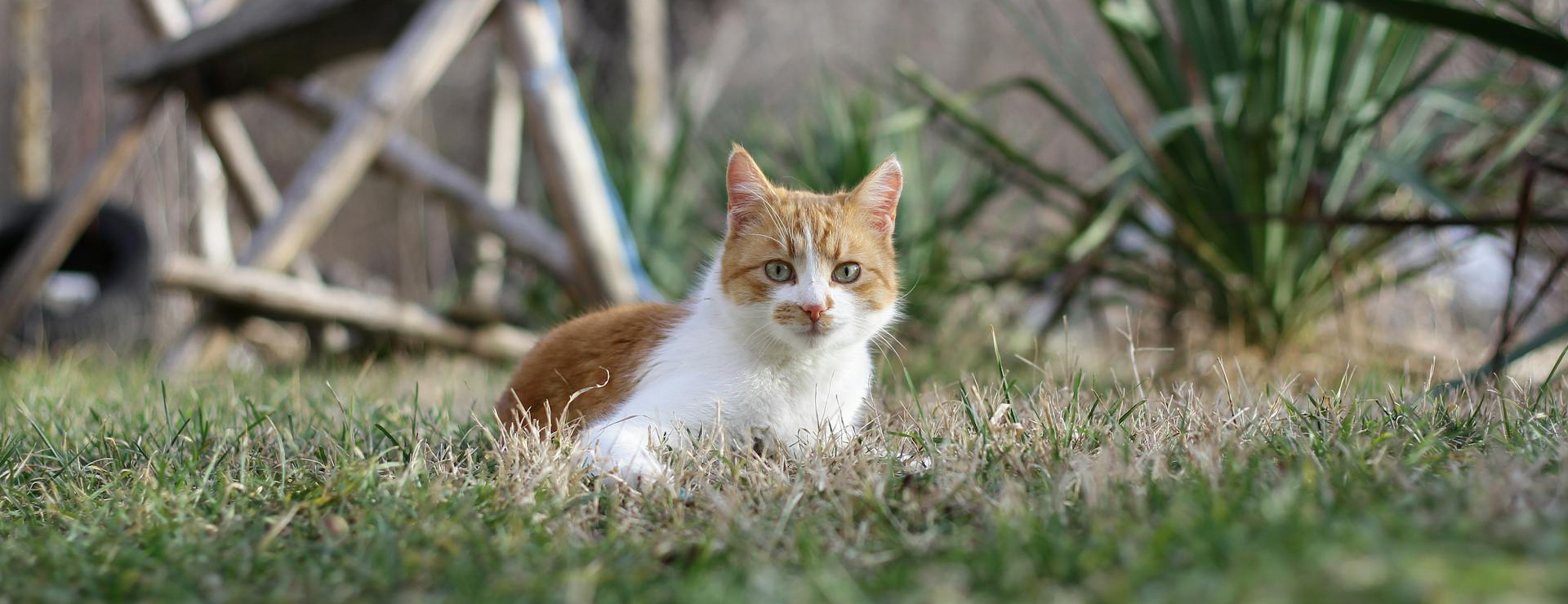 Animalerie 2 Animalerie -Animalerie pexels georgi kanov 442883099 20341423