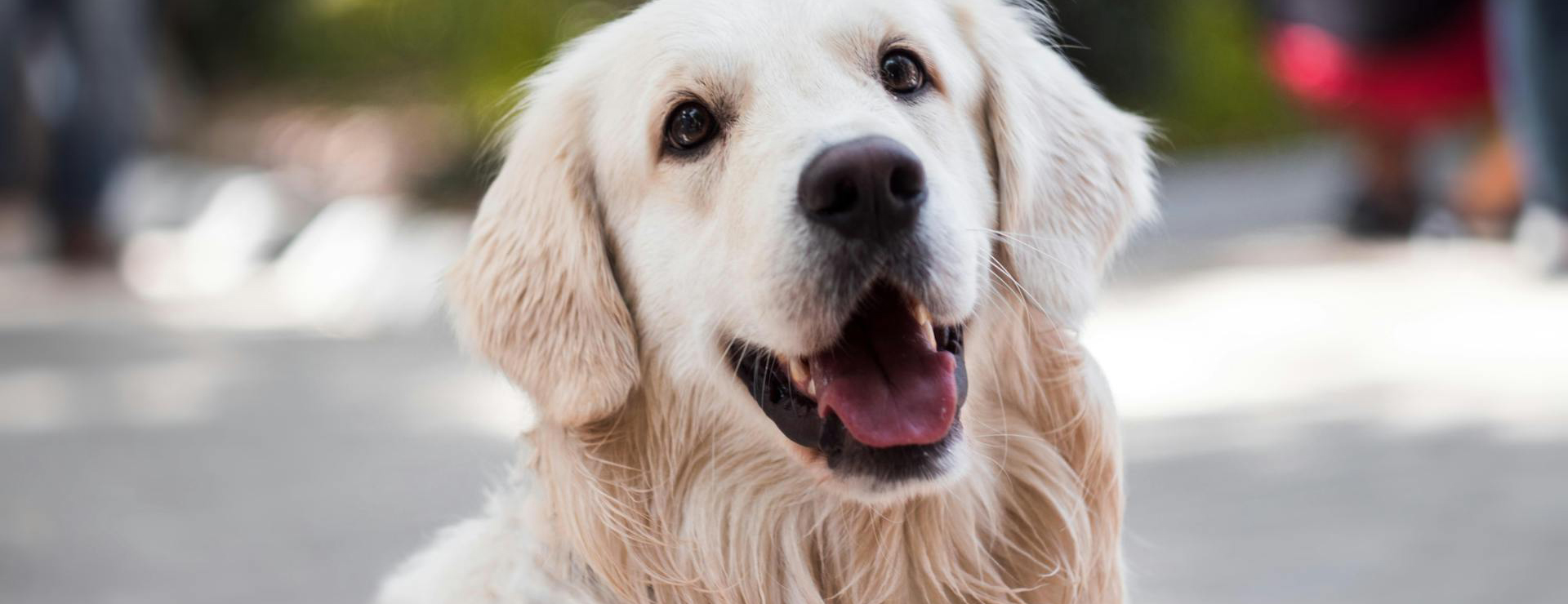 Animalerie 4 Animalerie -Animalerie pexels svetozar milashevich 99573 1490908